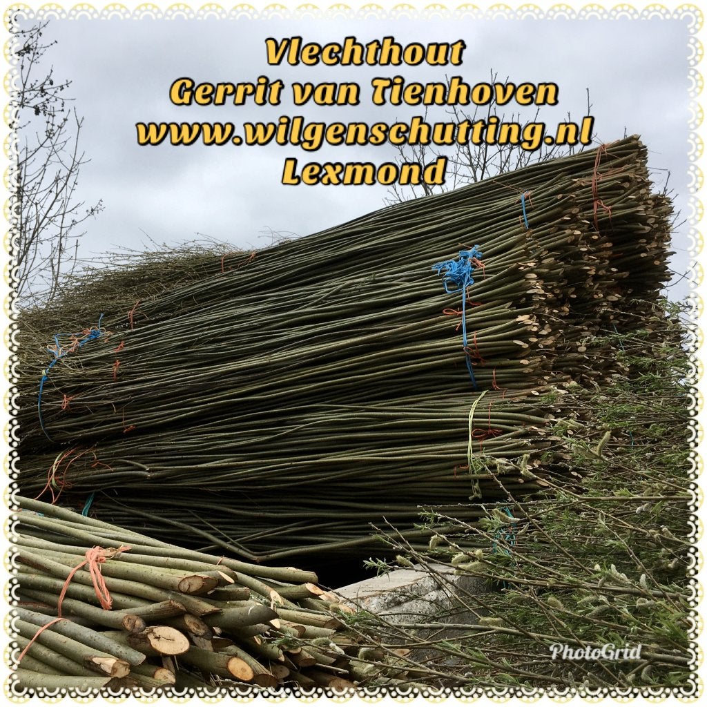 Wilgentenen., Ophalen, 1 tot 2 meter, 6 meter of meer, Nieuw