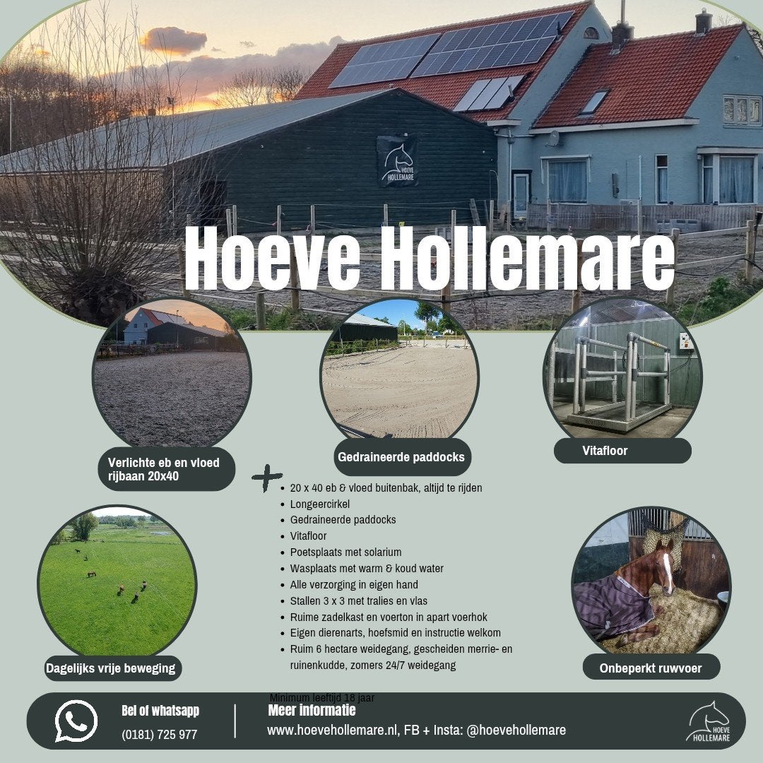 Kleinschalige pensionstal Voorne Putten, Dieren en Toebehoren, Stalling en Weidegang, Weidegang, 4 paarden of pony's of meer