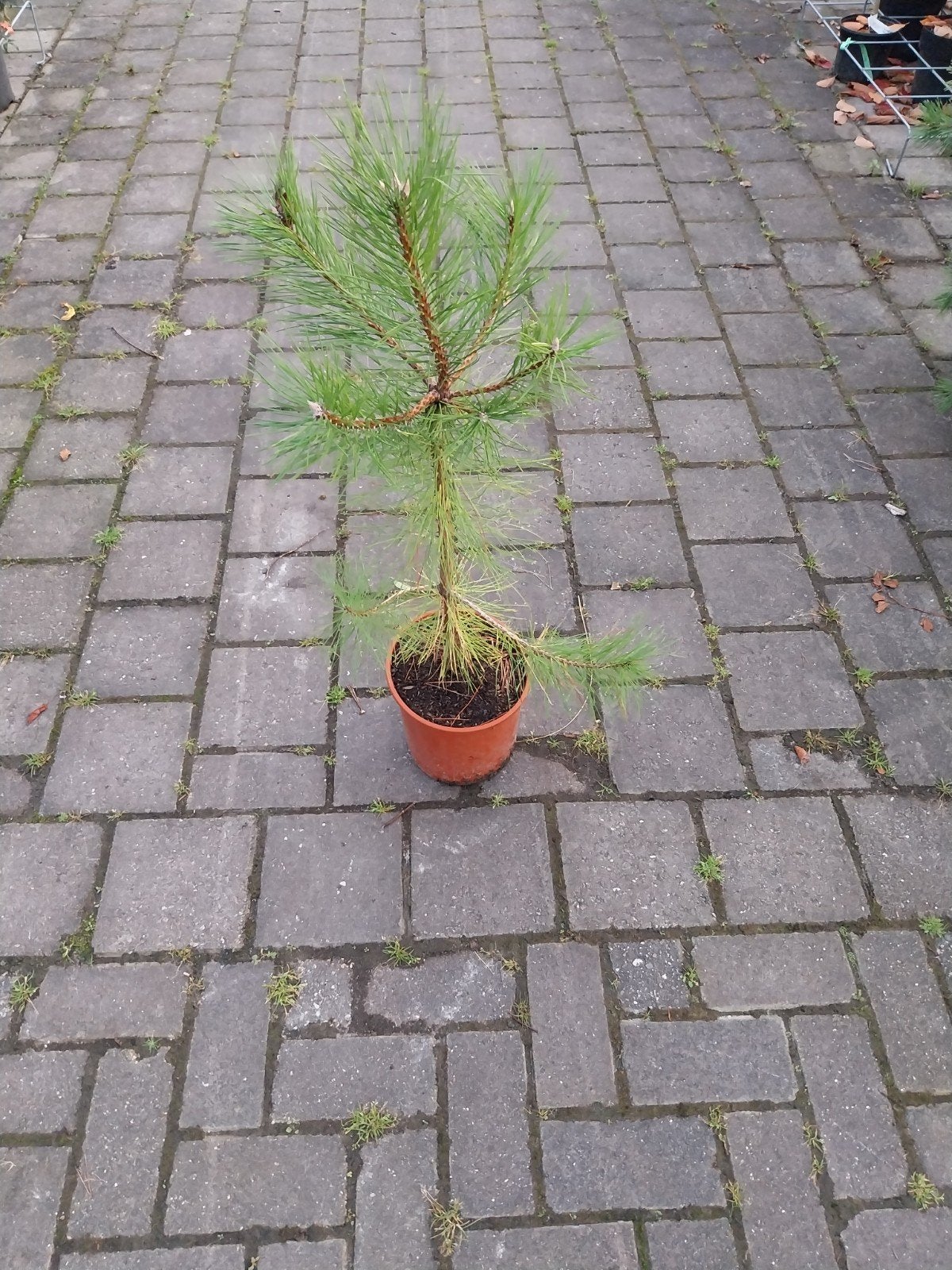 Pinus Nigra Nigra Plant - Zwarte Den, Volle zon, Vaste plant, Bloeit niet, Ophalen
