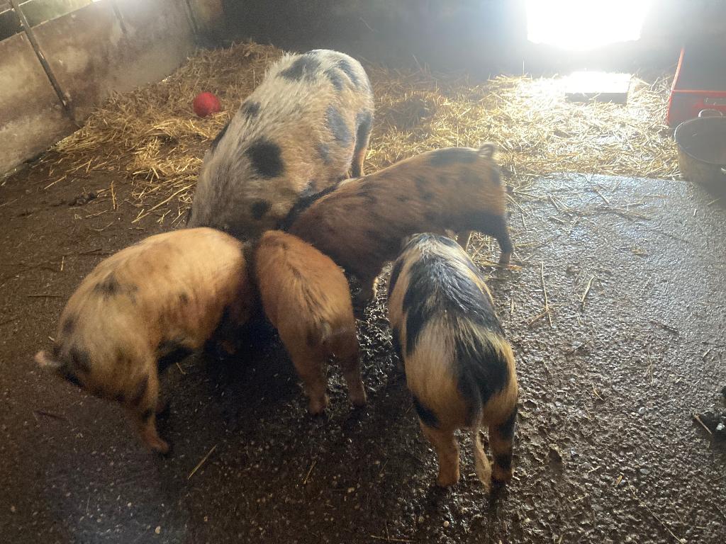 1 mooie Kune Kune big. De rode, Dieren en Toebehoren, Schapen, Geiten en Varkens, Meerdere dieren, Varken, 0 tot 2 jaar
