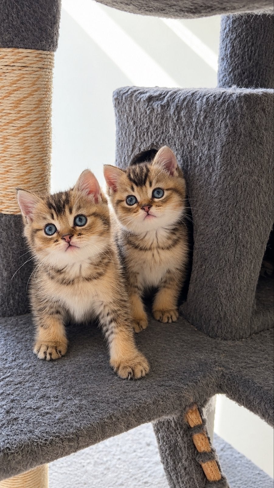 Britse korthaar kittens, Dieren en Toebehoren, Meerdere dieren, Ontwormd, 0 tot 2 jaar