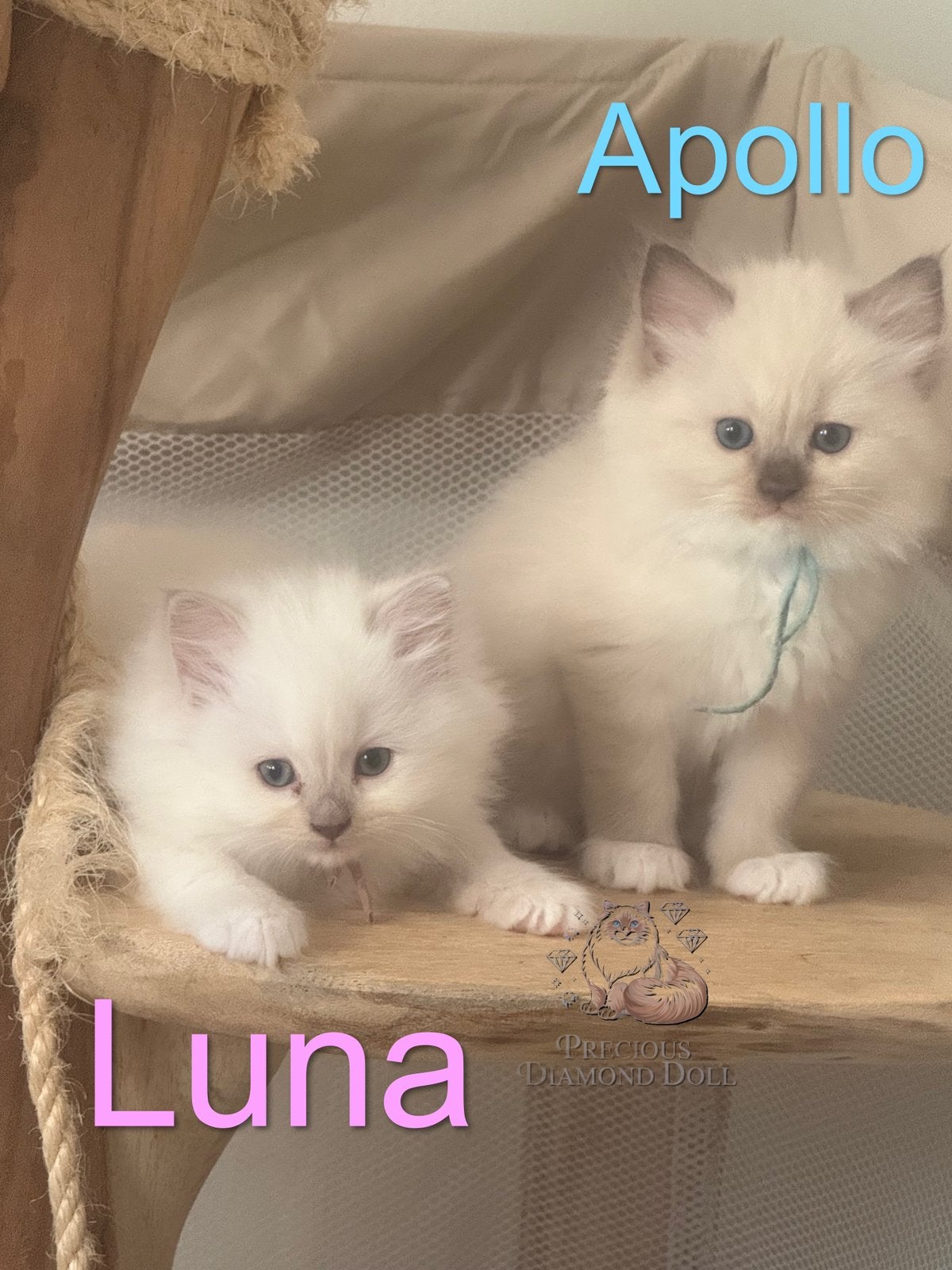 Zeldzame, Huiselijke ragdoll kittens met stamboom!, Meerdere dieren, Met stamboom, 0 tot 2 jaar