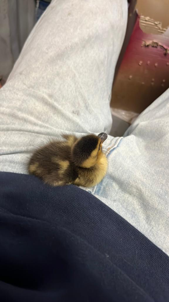 Kleine eenden, Meerdere dieren, Kleurkanarie