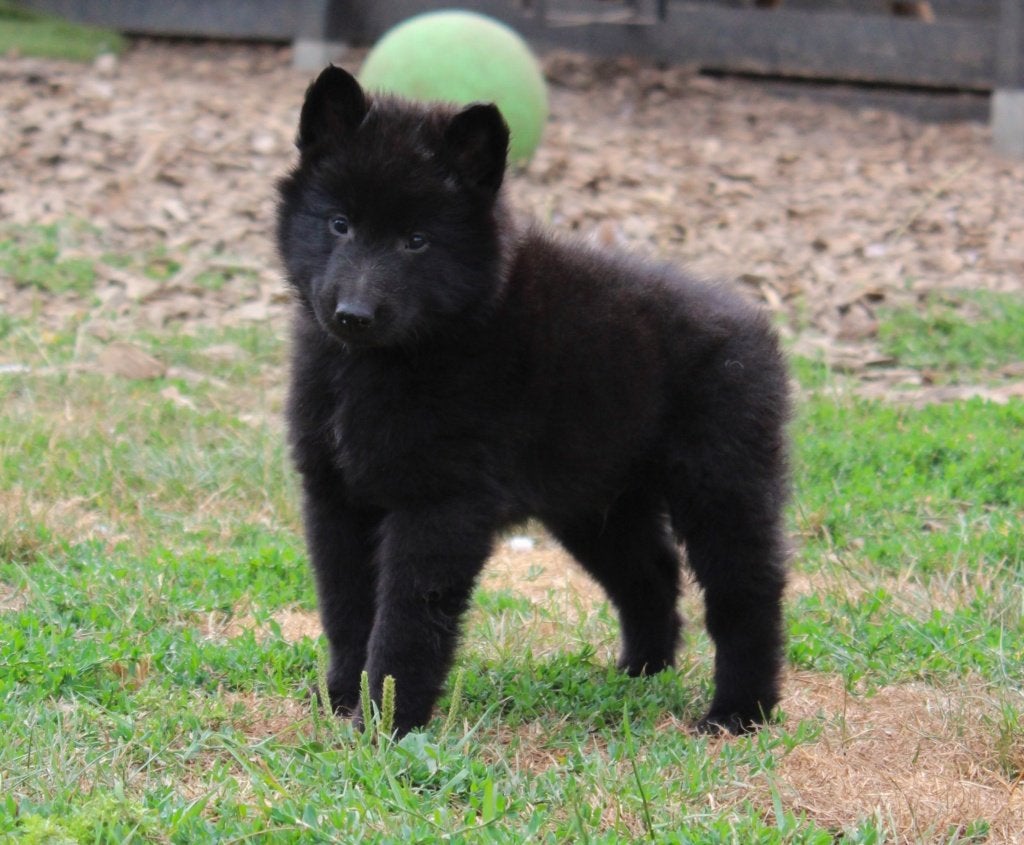 Groenendaeler & Tervuurse herder pups, Dieren en Toebehoren, Honden | Herdershonden en Veedrijvers, België, Fokker | Hobbymatig