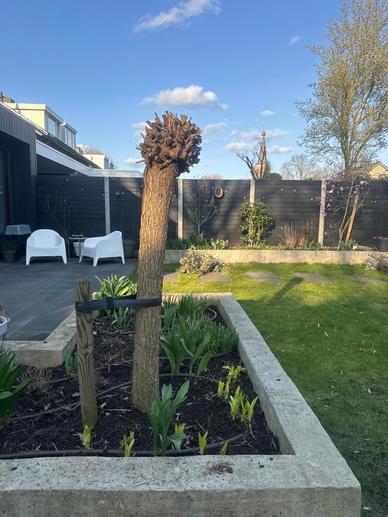 Catalpa, 100 tot 250 cm, Zomer, Ophalen, Volle zon