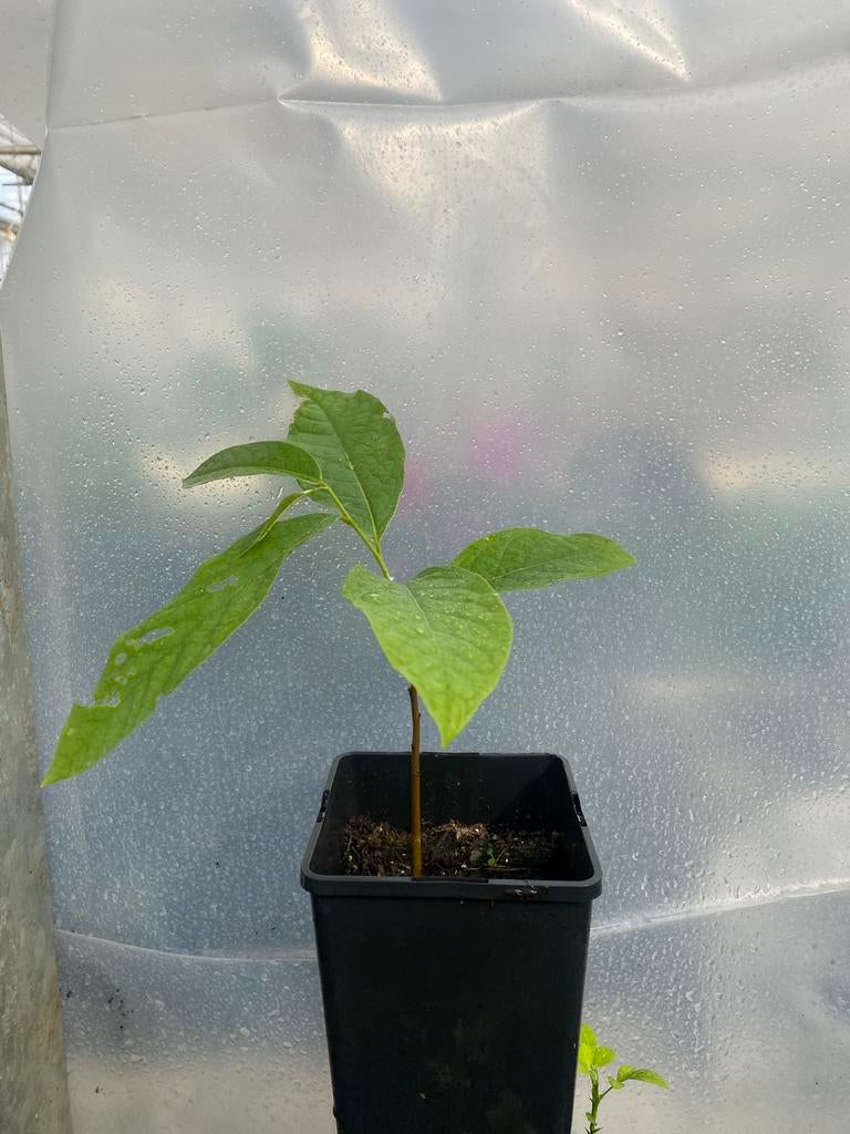 Asimina triloba (pawpaw), Ophalen, Minder dan 100 cm, Overige soorten, Zomer