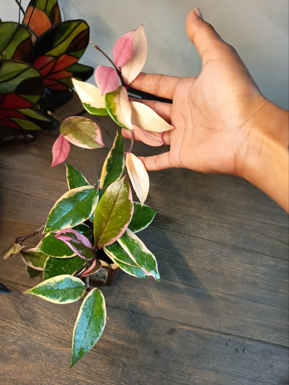verschillende hoya stekken {Ongeworteld}, Ophalen of Verzenden