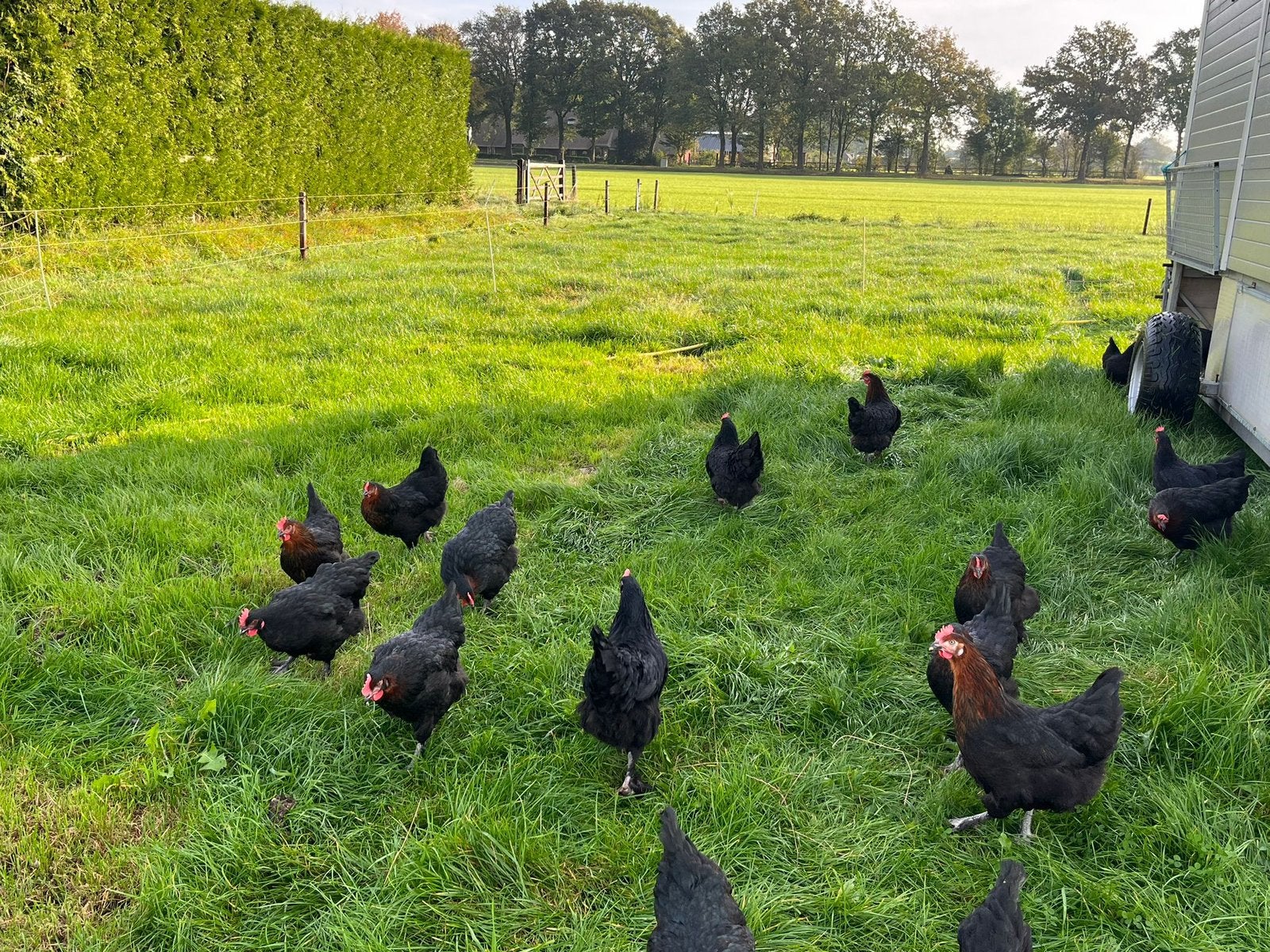 Te koop prachtige koper zwarte marans hennen, Dieren en Toebehoren, Vrouwelijk, Kip