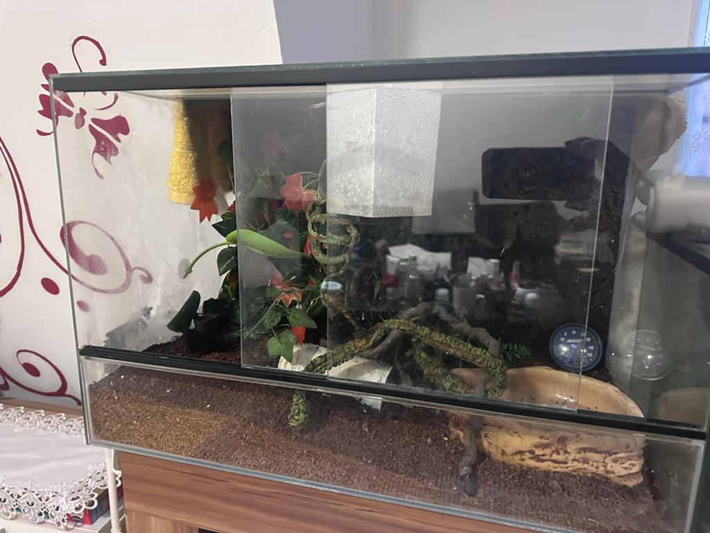 vrouwelijke Crested gecko 200€ met terrarium, Dieren en Toebehoren, Ophalen, Zo goed als nieuw, Terrarium of Paludarium