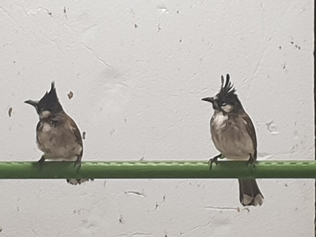 vogels Buulbuul koppel, met kuif groot formaat., Dieren en Toebehoren, Meerdere dieren, Tropenvogel, Geringd