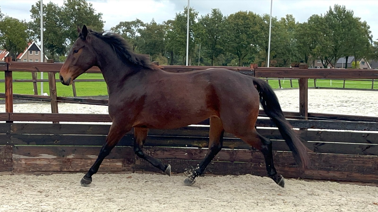 Super leuke en brave allround 4-jarige ruin, Dieren en Toebehoren, Met stamboom, Ruin, Dressuurpaard, Zadelmak