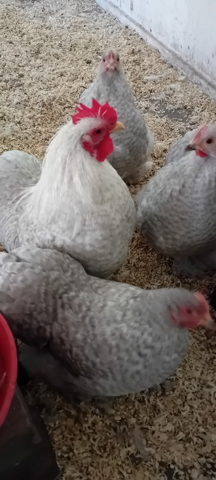 trio Cochin krielen, Dieren en Toebehoren, Pluimvee, Meerdere dieren, Kip