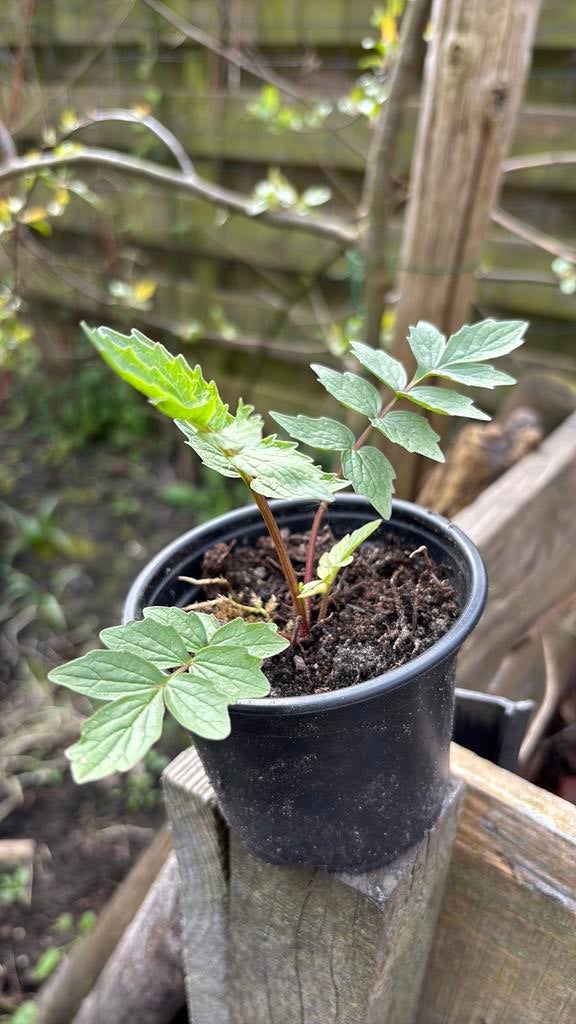 Valeriaan plantje, Ophalen, Volle zon