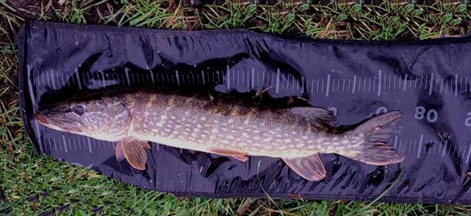 Snoekstreamer Q 10 met Fleurhaak en (verwisselbare) dreg, Ophalen, Nieuw, Complete set