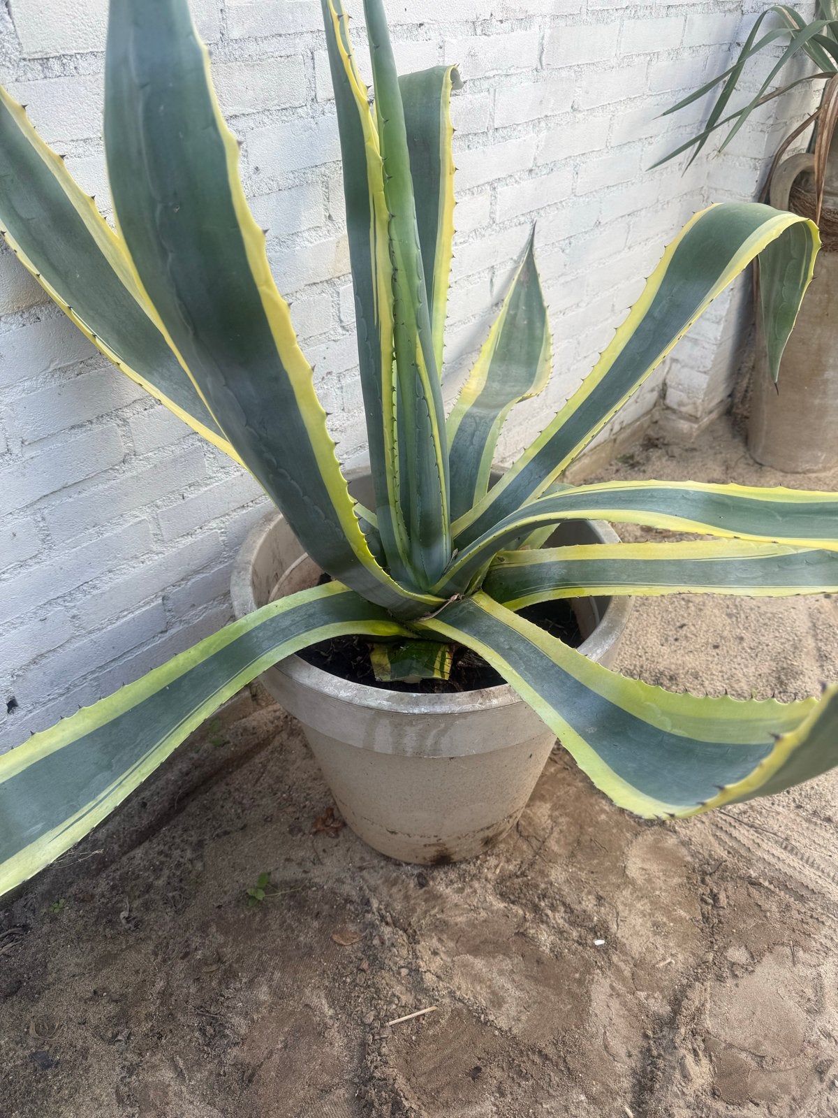 Mega Grote Mediterrane Agave Plant met Pot (breedte 140cm), Volle zon, Vaste plant, Bloeit niet, Ophalen
