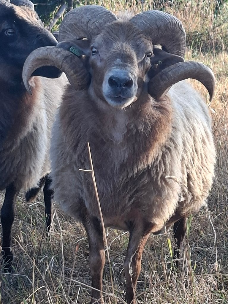 Prachtige Drents heideschaap ram, Dieren en Toebehoren, Schapen, Geiten en Varkens, Mannelijk, Schaap, 3 tot 5 jaar