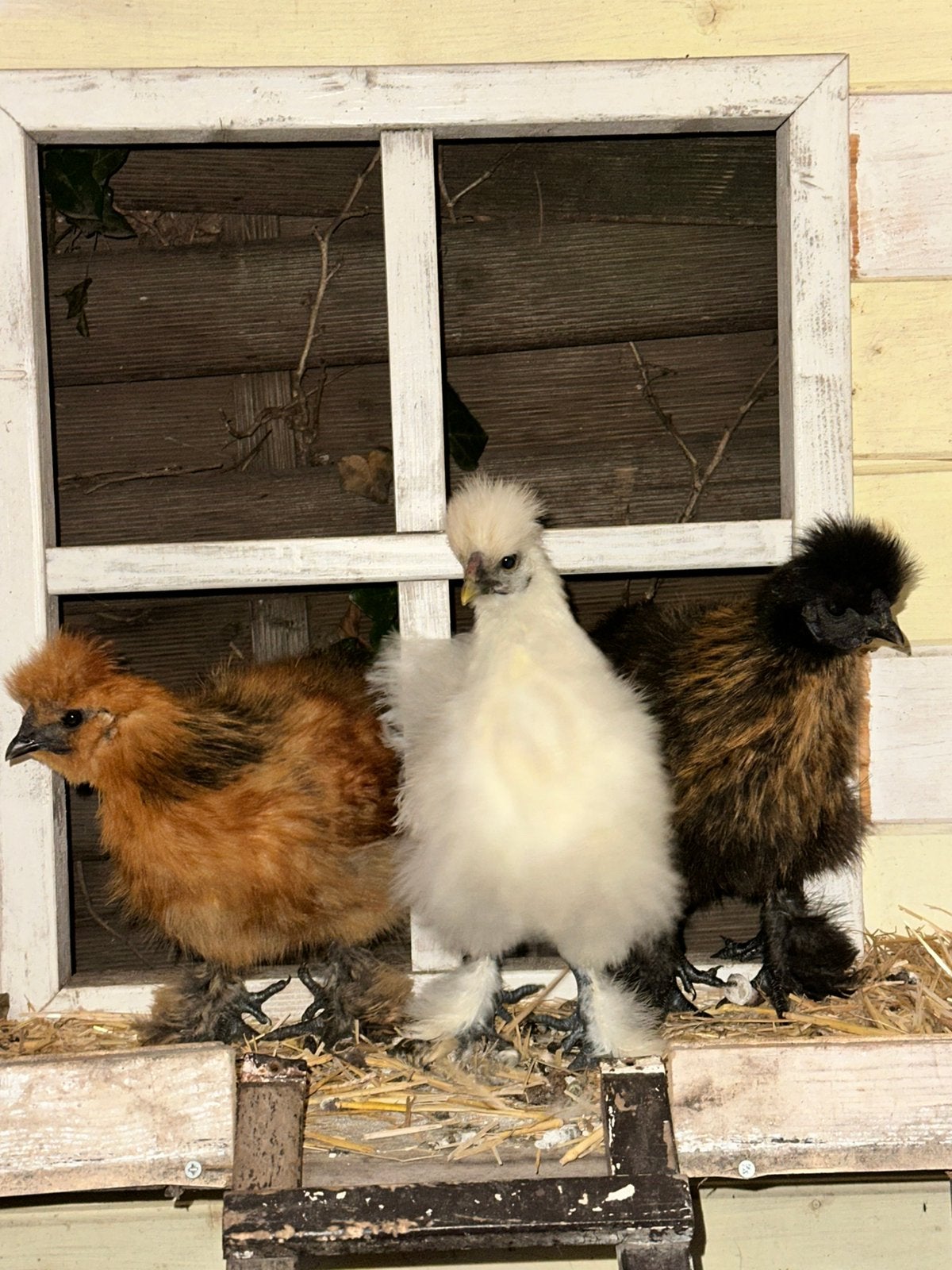2 zijdehoen kuikens te koop, Geslacht onbekend, Kip