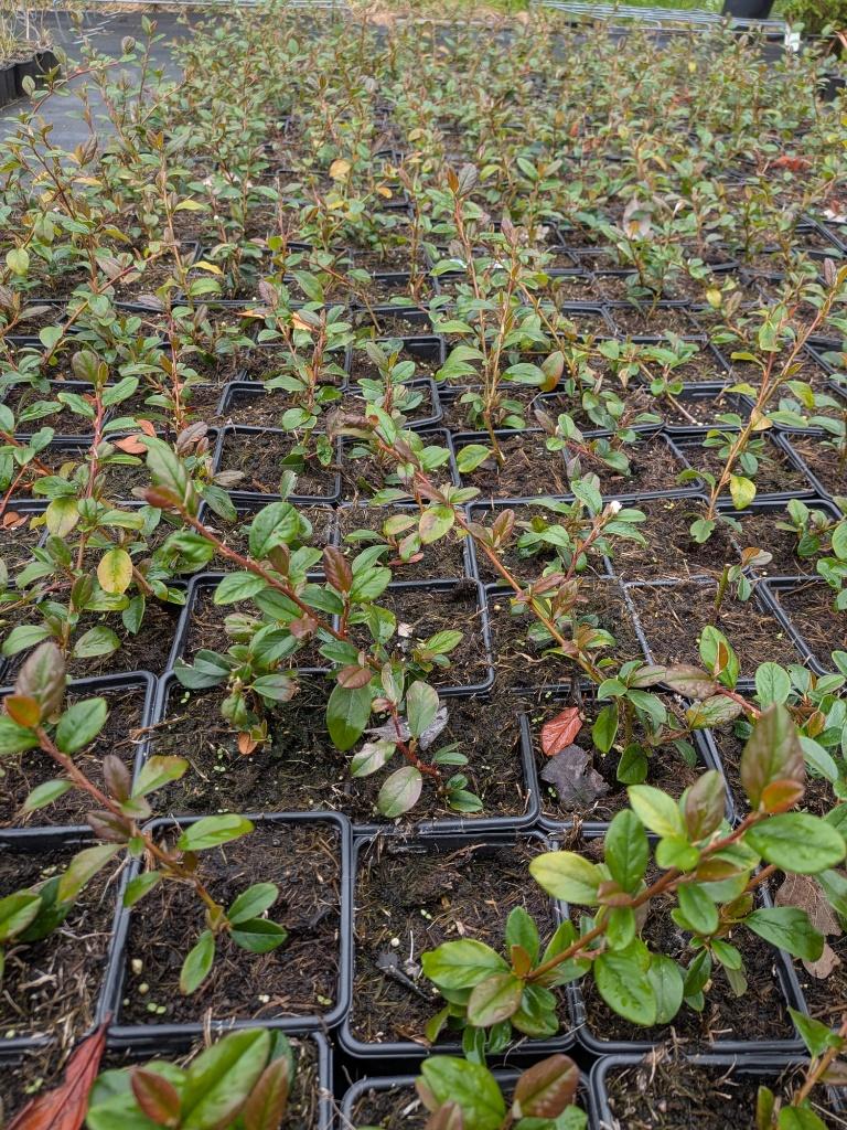 Cotoneaster, bodembedekker  p9, Ophalen, Bodembedekkers, Vaste plant, Halfschaduw