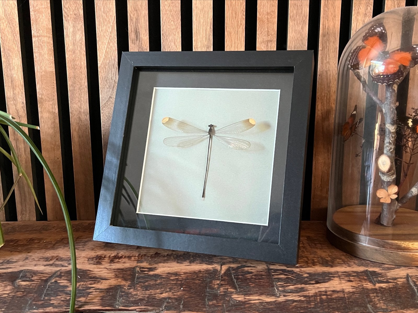Ingelijste Libelle, Huis en Inrichting, Minder dan 50 cm, Overige typen, Ophalen of Verzenden, Zo goed als nieuw
