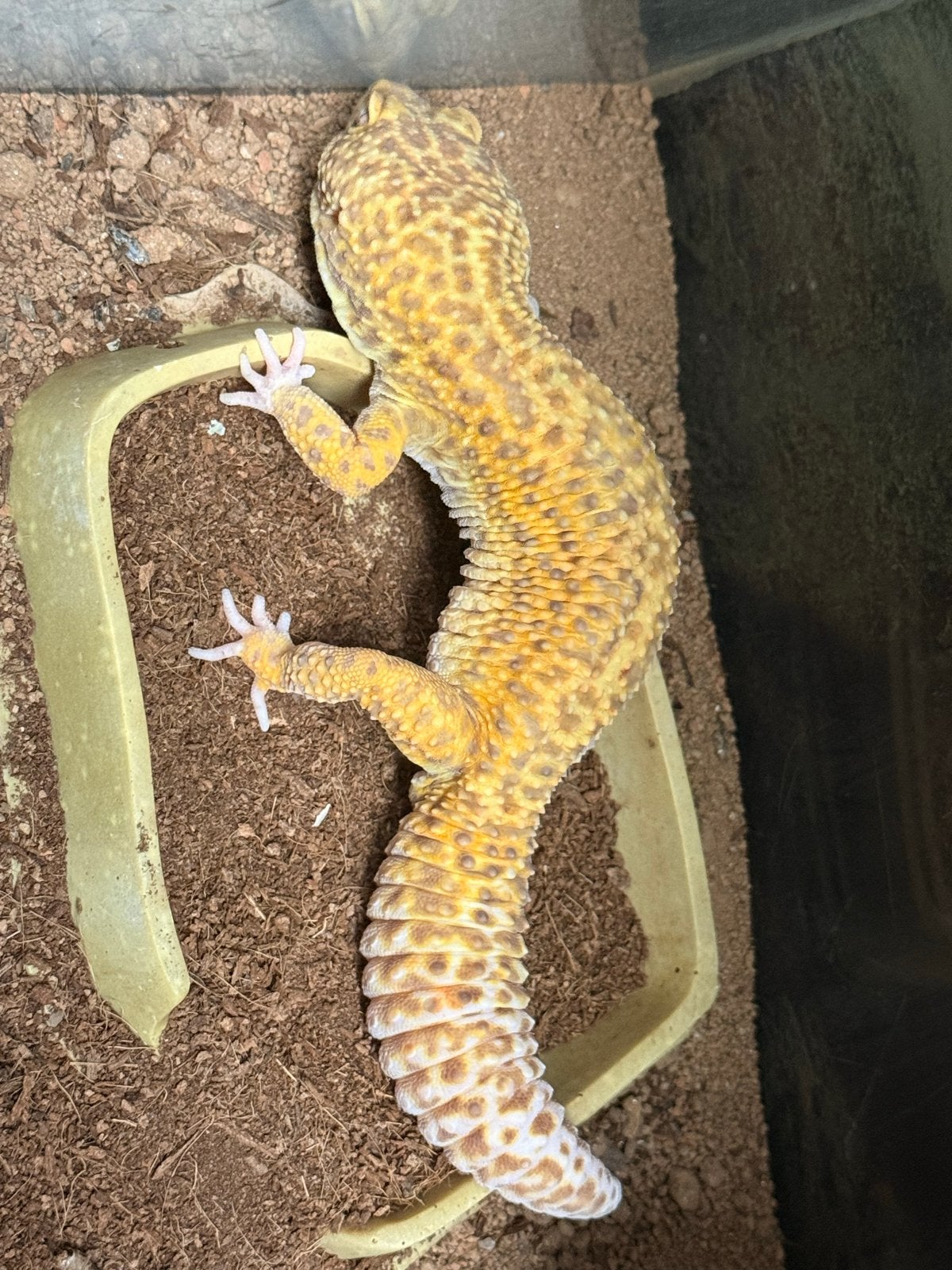 Luipaard gekko jnclusief terrarium Leopard Gecko photo 6