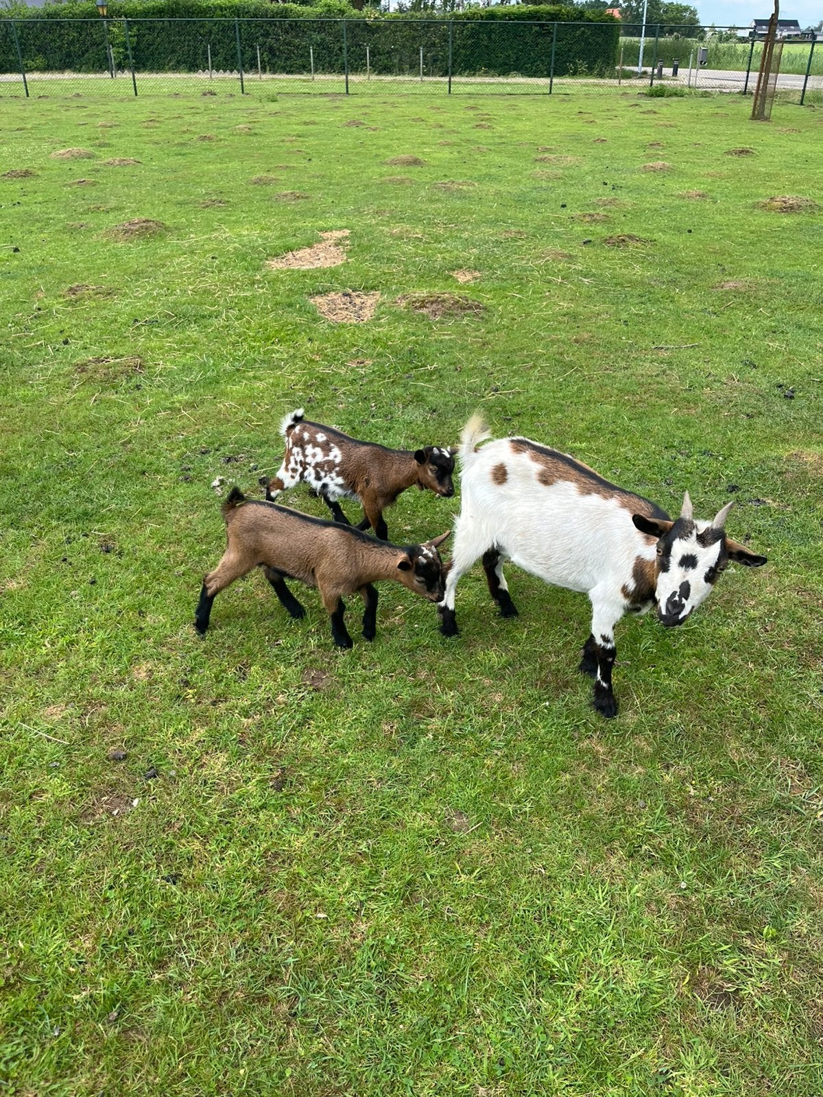 Te koop geit met 2 lammetjes, Dieren en Toebehoren, Schapen, Geiten en Varkens, Meerdere dieren, Geit, 0 tot 2 jaar