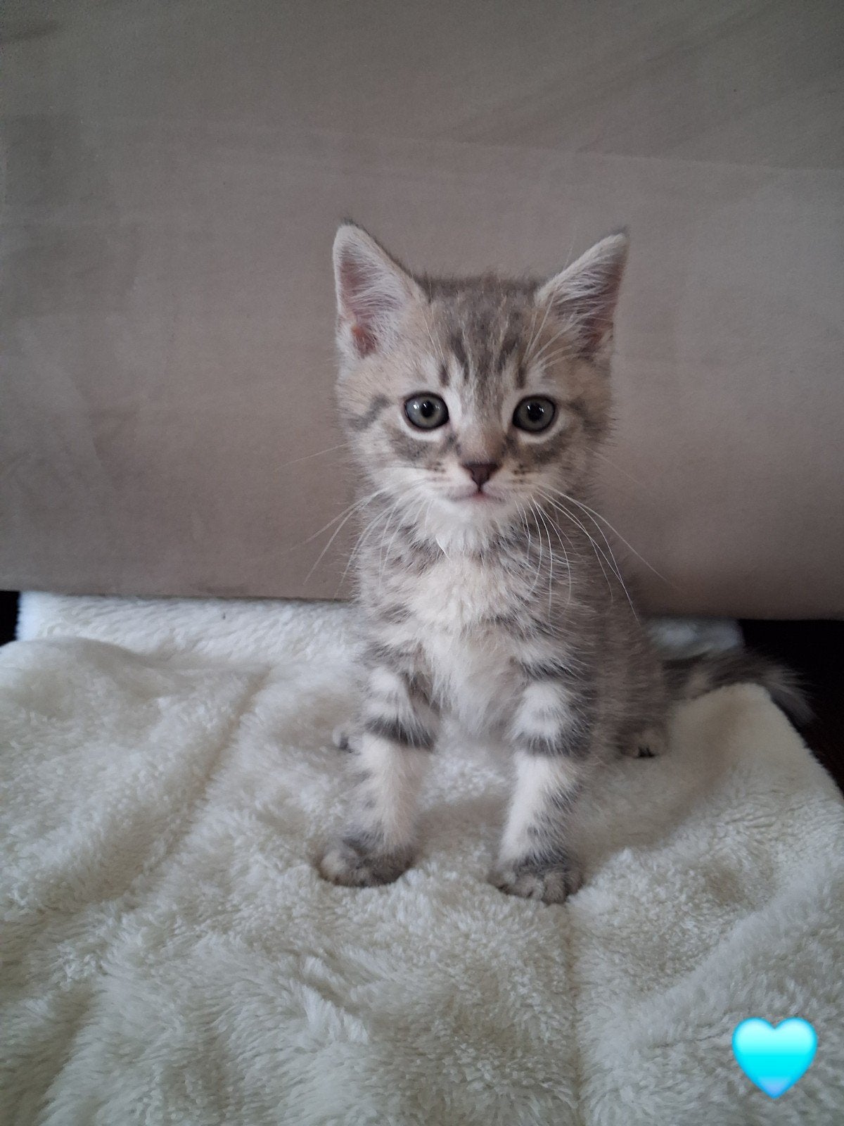Lieve Brit  europees korthaar kitten, Kater, Ontwormd, 0 tot 2 jaar