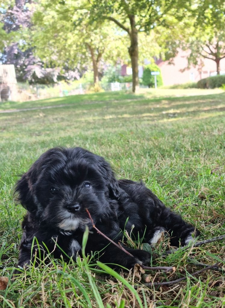 Nog 1 knappe zwarte boomer reutje !  (Shihpoo), Dieren en Toebehoren, Parvo, 8 tot 15 weken, Eén hond, Nederland