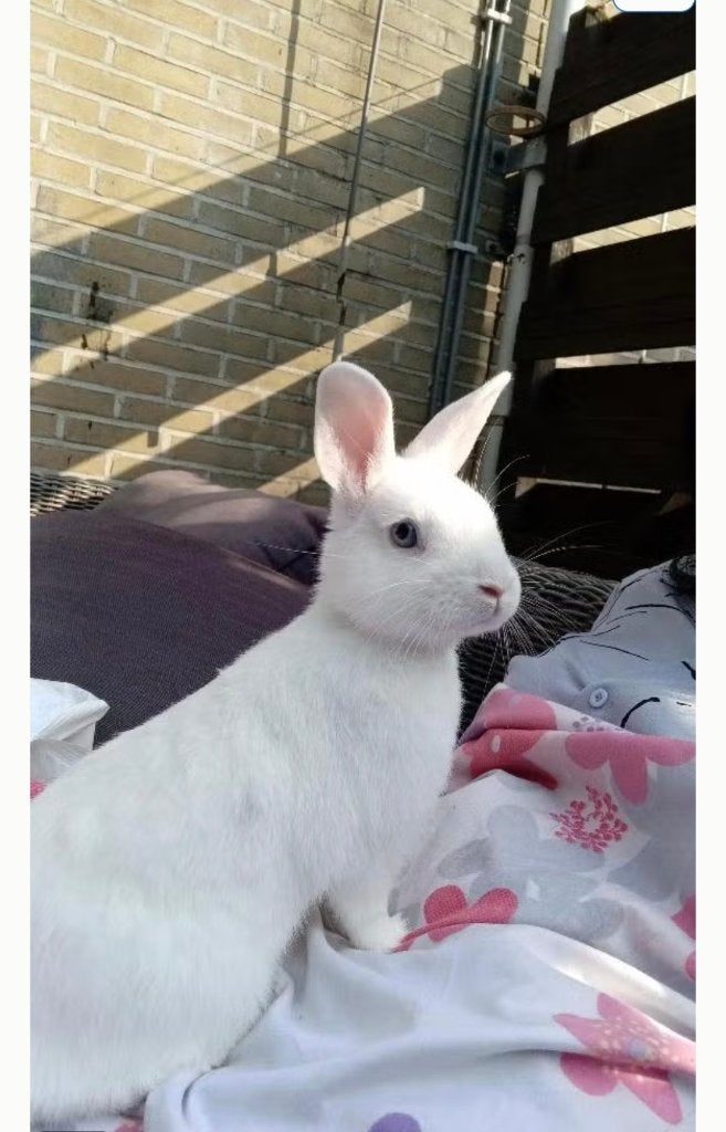 NIEUWE PRIJS: €75 konijn + ALLE spullen, Dieren en Toebehoren, Knaagdieren, Maart, Mannelijk, Overige typen, Tam