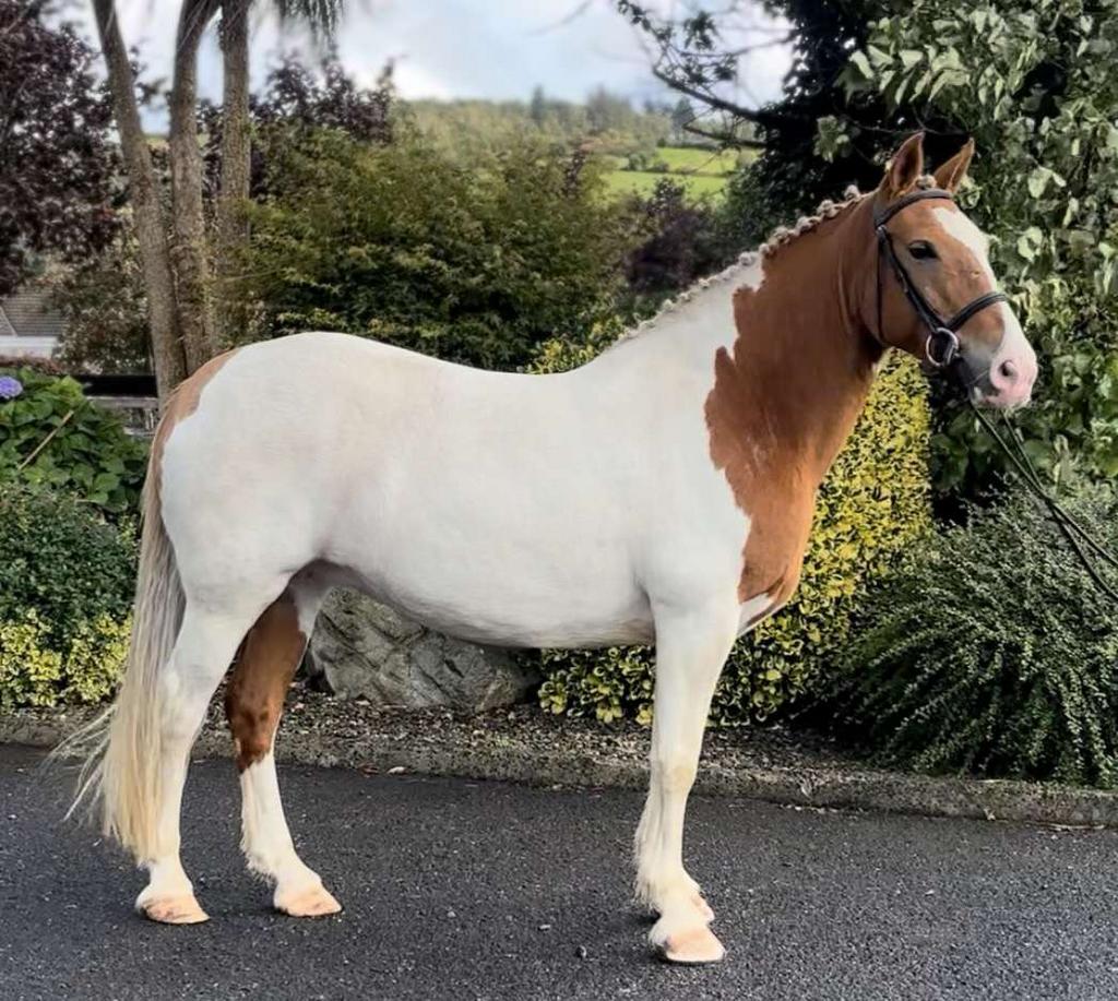Supermooie veelzijdige tinker merrie, Dieren en Toebehoren, Met stamboom, L, 7 tot 10 jaar, Recreatiepony