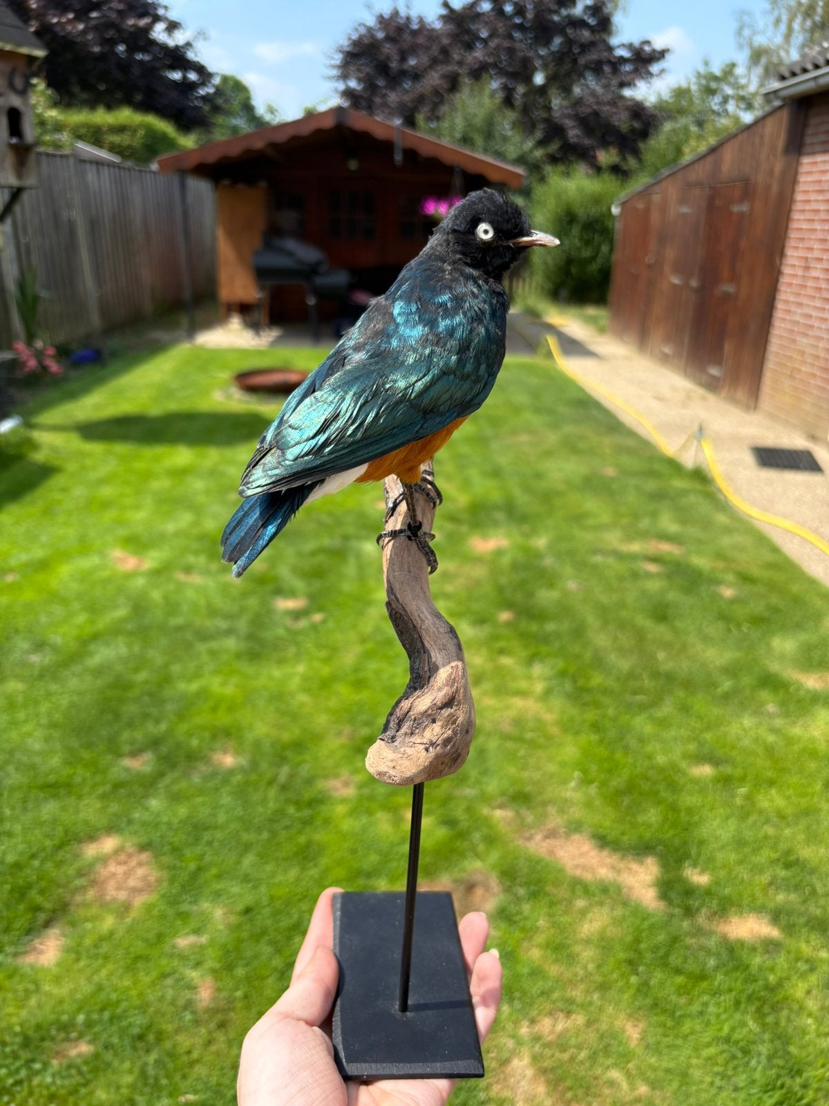 Opgezette driekleur glansspreeuw, Verzamelen, Ophalen of Verzenden, Zo goed als nieuw, Vogel, Opgezet dier
