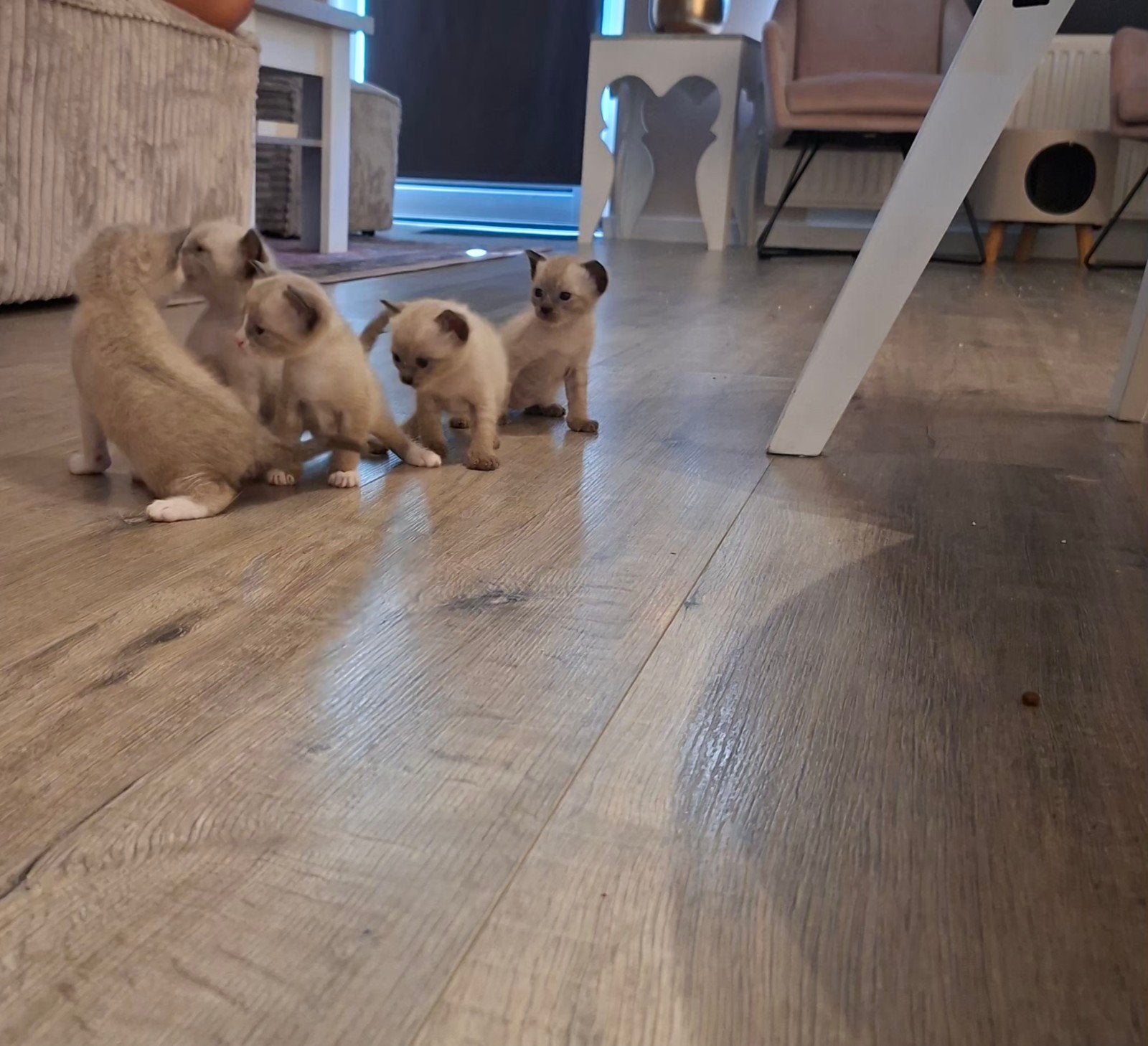 siamese kittens, Dieren en Toebehoren, Katten en Kittens | Raskatten | Korthaar, Meerdere dieren, Ontwormd, 0 tot 2 jaar