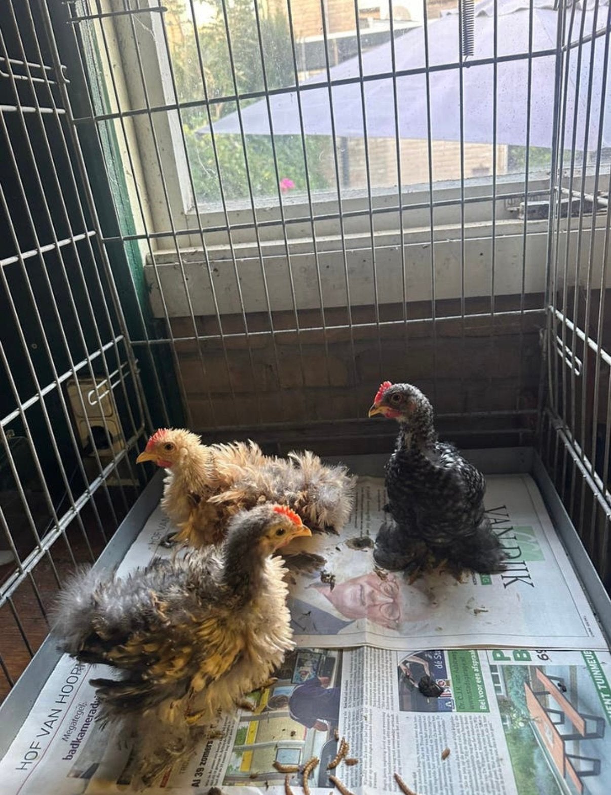 3 Kriel Cochin Haantjes (GRATIS), Dieren en Toebehoren, Mannelijk, Kip