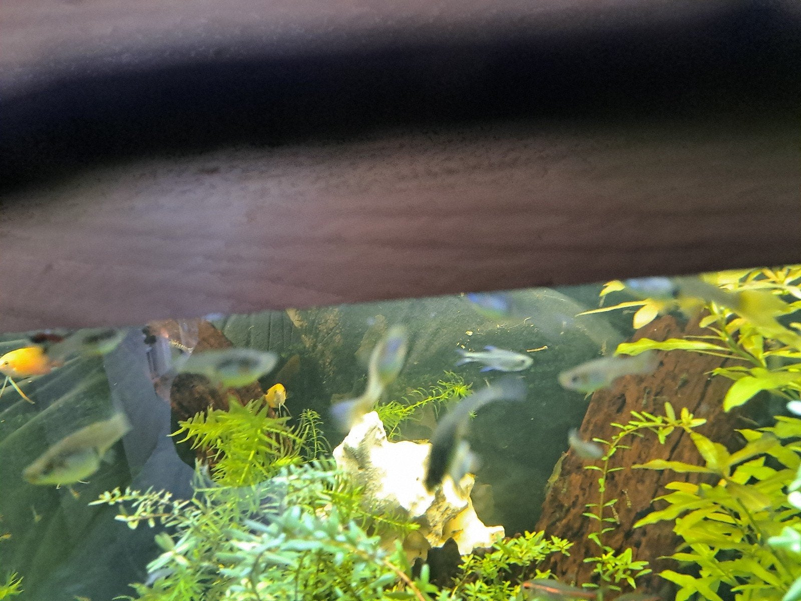 10 jonge endler guppen te koop, Vis