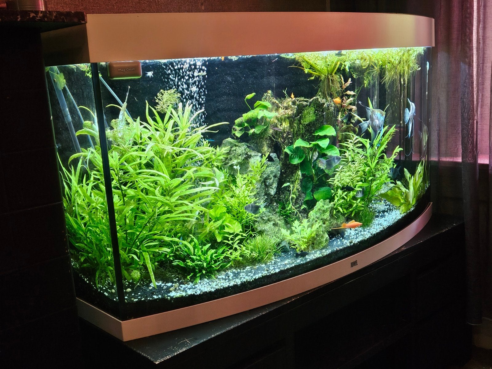 Zeer compleet Zoetwater aquarium panorama, Ophalen, Inclusief vissen, Juwel, Gevuld zoetwateraquarium
