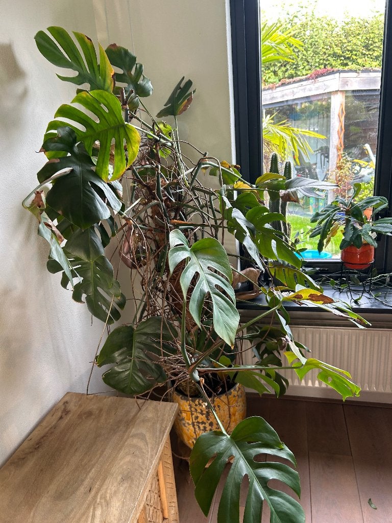 Gratis monstera plant, Ophalen, Overige soorten, 150 tot 200 cm, Volle zon