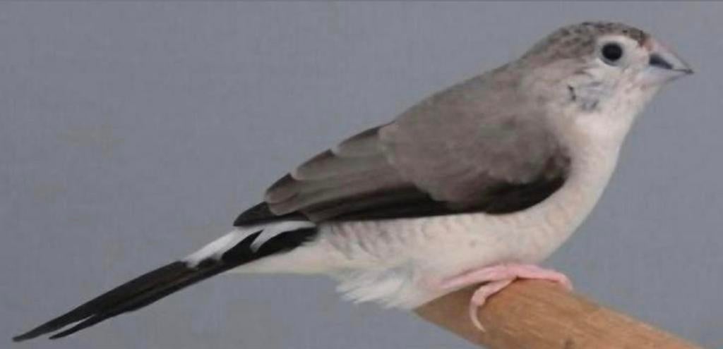 Mooie pop grijze loodbekje, Dieren en Toebehoren, Vogels | Overige Vogels, Vrouwelijk, Tropenvogel