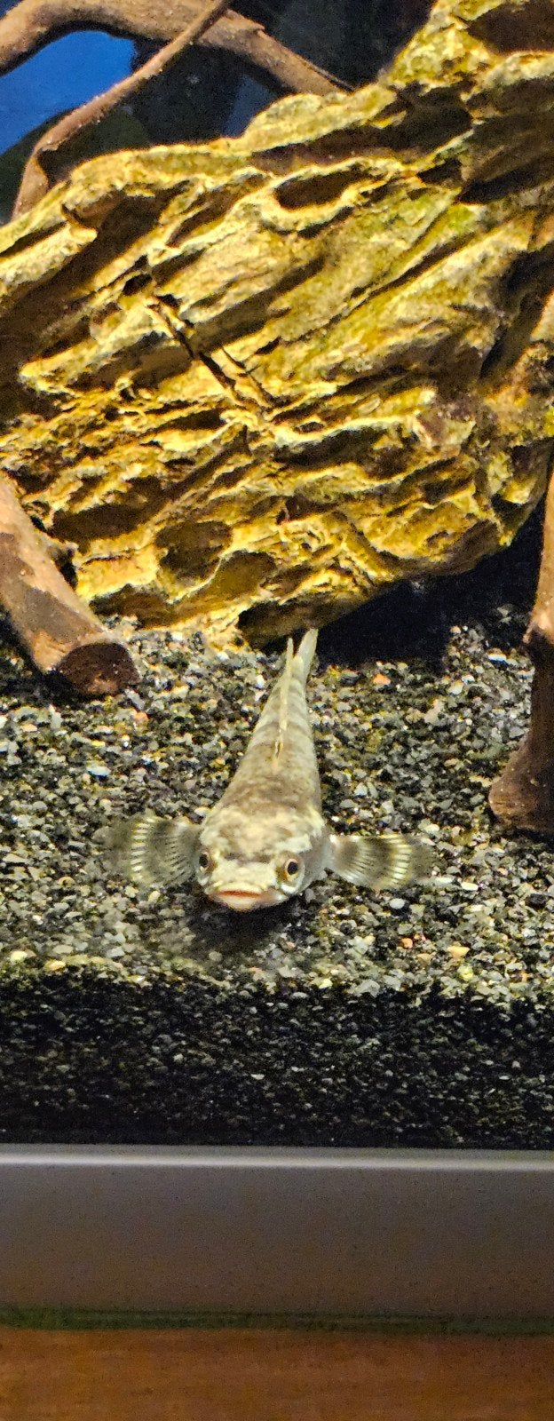 Channa Bleu pulchra, Vis