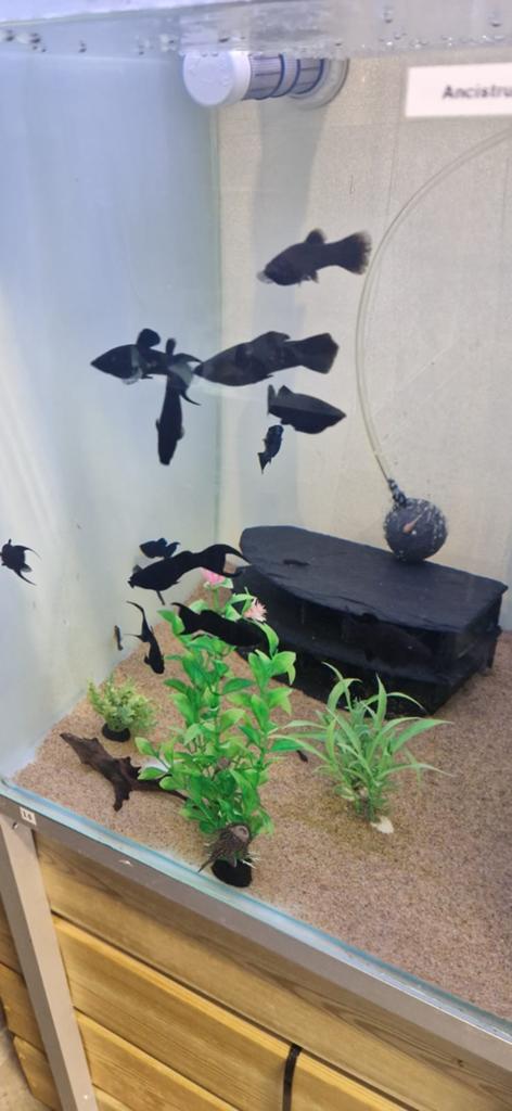 Black Molly's, Dieren en Toebehoren, Vis