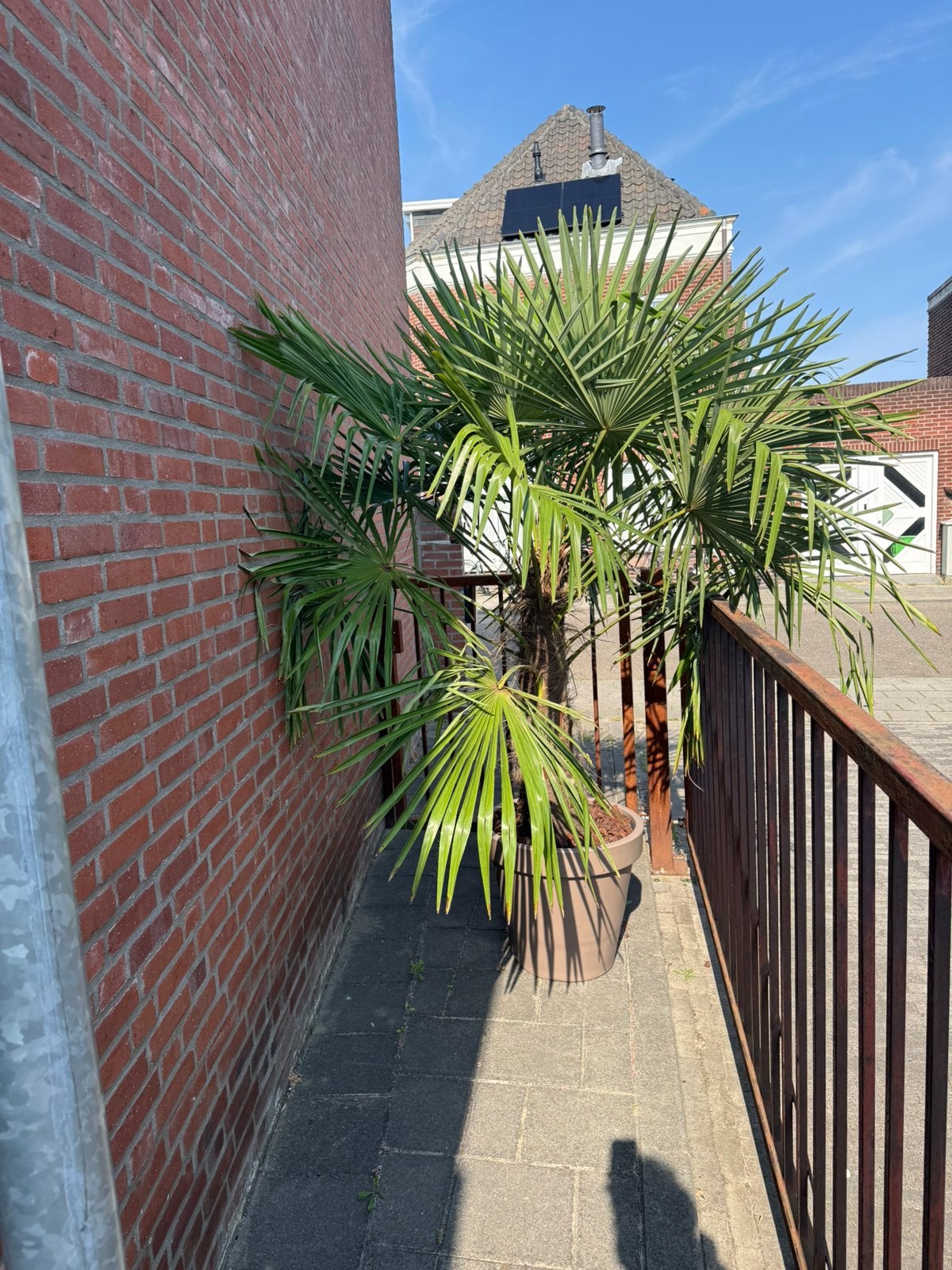 Feest verhuur binnen/buiten, Tuin en Terras, Ophalen of Verzenden, Volle zon, Overige soorten, Minder dan 100 cm