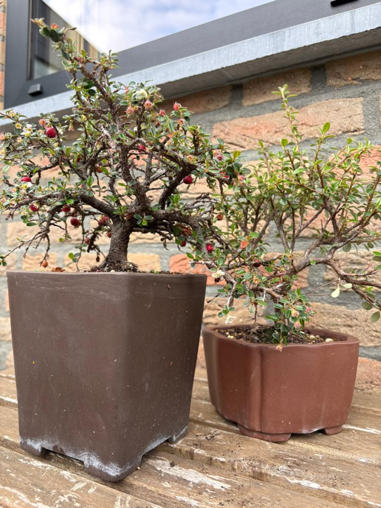 Bonsai, cotoneaster (set), Tuin en Terras, Planten | Bomen, Overige soorten, Minder dan 100 cm, Zomer, Ophalen