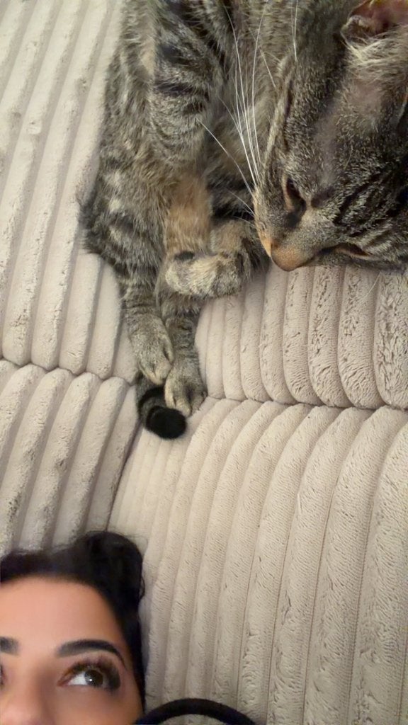 Europese korthaar, Dieren en Toebehoren, Kater, Gechipt, 3 tot 5 jaar