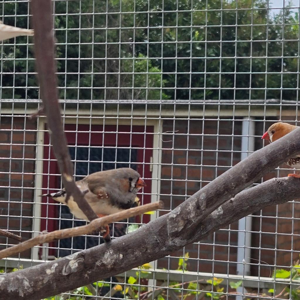 Zebravink jong man split zwartwang, Dieren en Toebehoren, Vogels | Overige Vogels, Mannelijk, Tropenvogel
