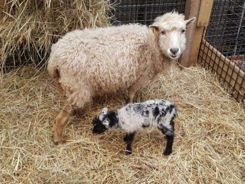 Ouessant schapen | Dekram te leen | Diverse kleuren, Dieren en Toebehoren, Mannelijk, Schaap, 3 tot 5 jaar