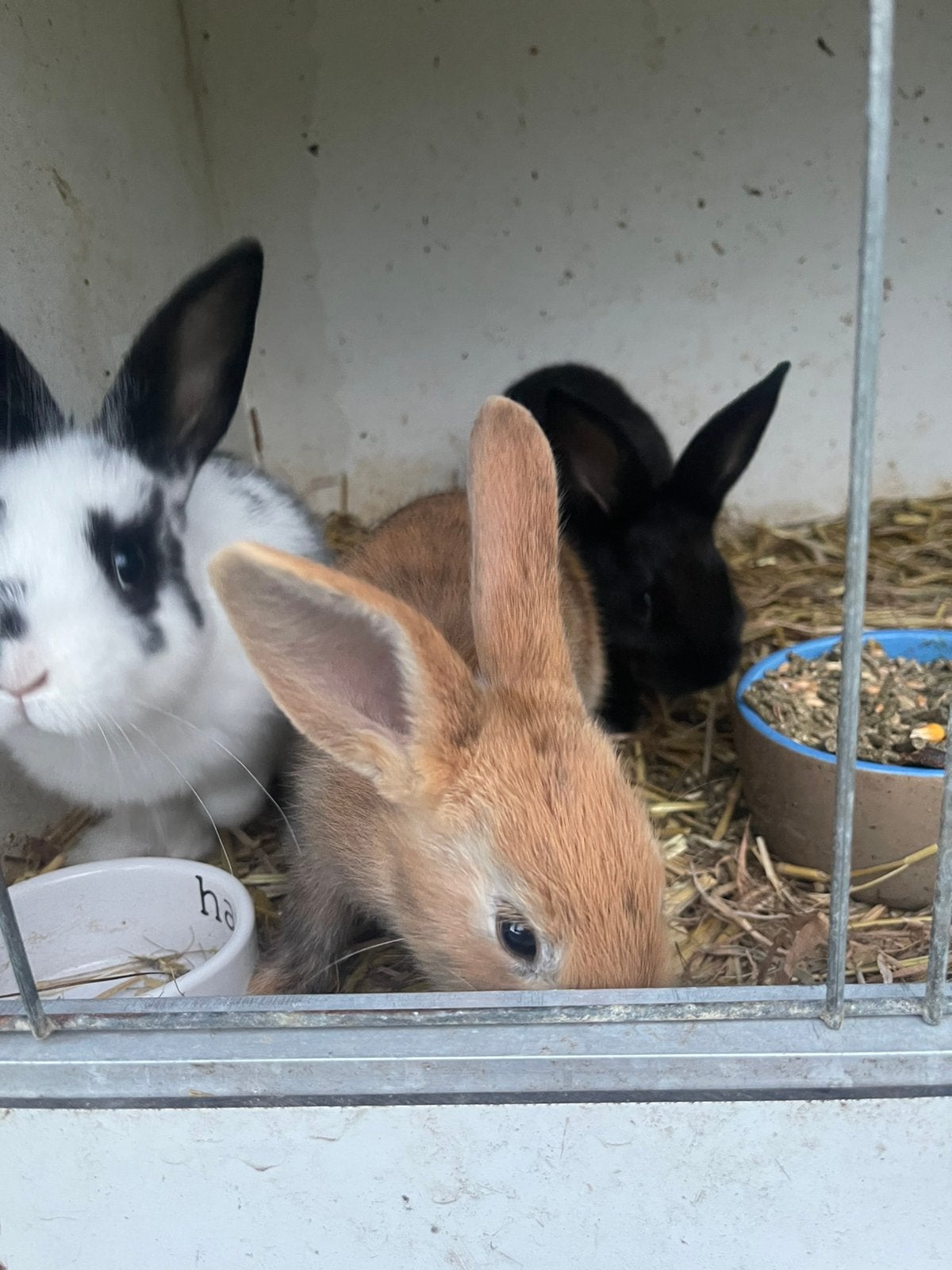 Jonge konijnen, Dieren en Toebehoren, Meerdere dieren, Dwerg, 0 tot 2 jaar