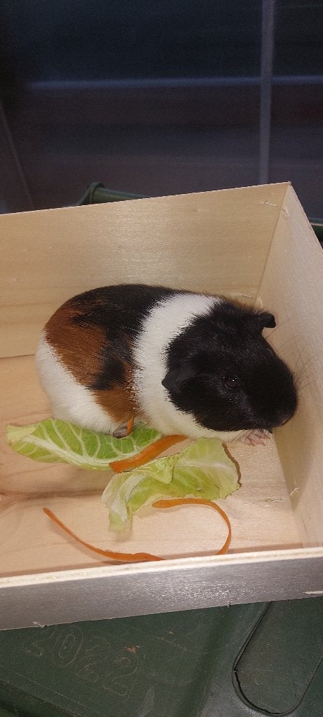 Cavia zeugjes, Dieren en Toebehoren, Cavia, Augustus, Vrouwelijk, Tam