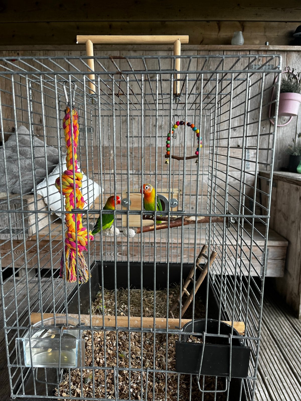 Koppel Agapornissen, Dieren en Toebehoren, Meerdere dieren