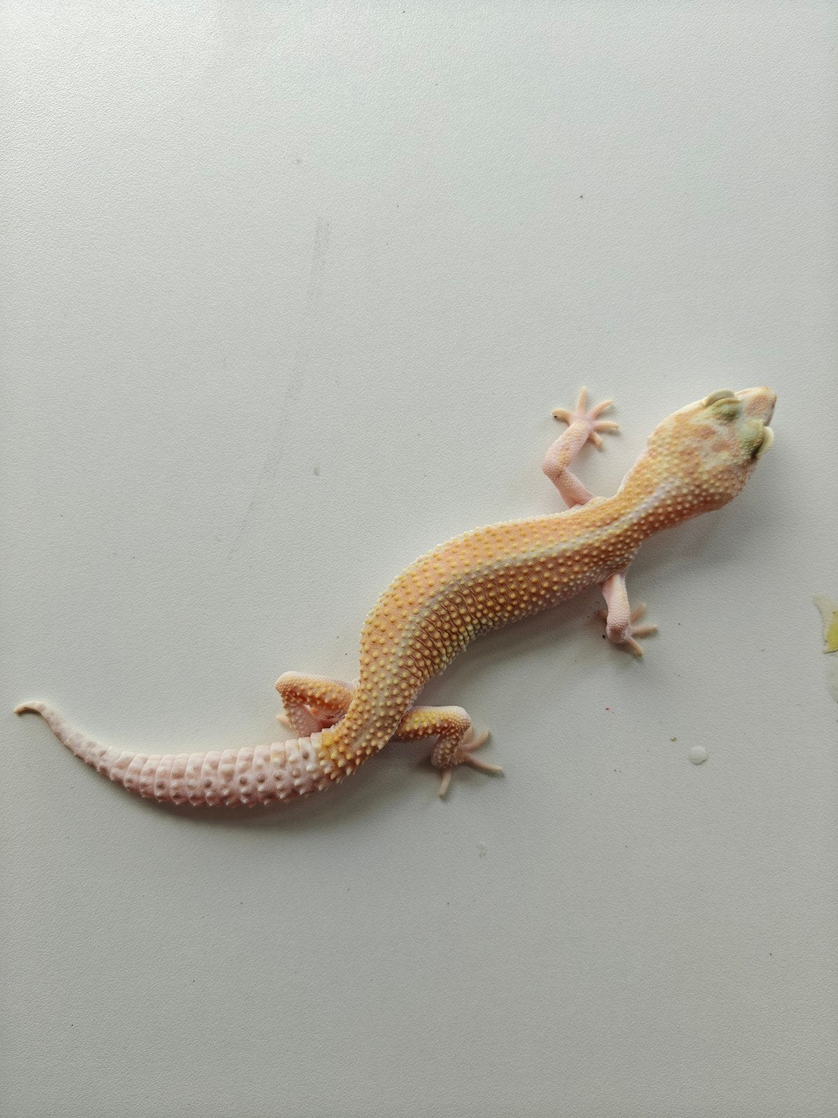 Lichte luipaardgekko te koop Leopard Gecko - female for sale from Julia Van der leur