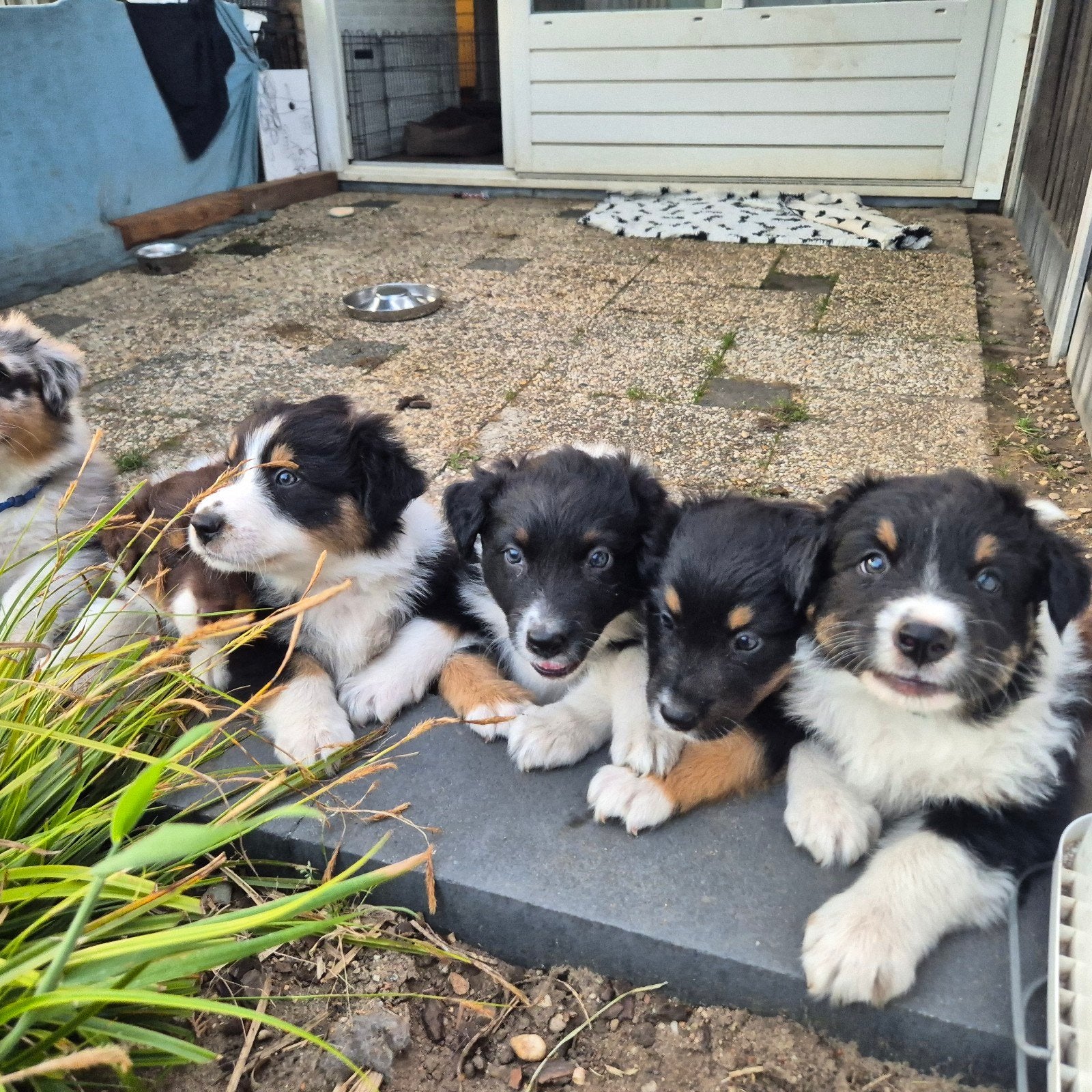 Australian shepherd pups van geteste ouders, 8 tot 15 weken, Parvo, Meerdere, Meerdere dieren