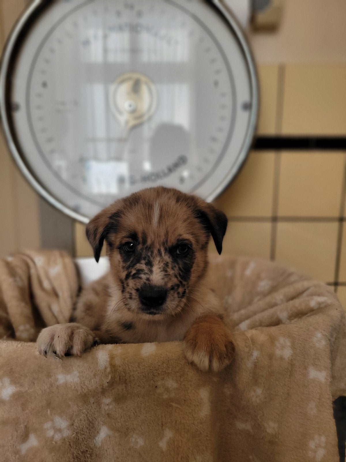 Mix Kruising Mechelse Herder X Australian Shepherd  Puppy's, Parvo, 8 tot 15 weken, Meerdere, Meerdere dieren