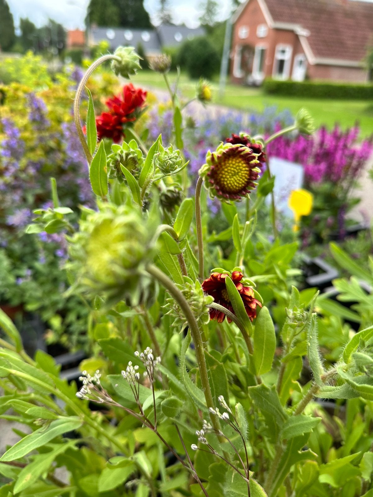 Tuinplanten te koop vanaf 1,99, Ophalen of Verzenden, Halfschaduw